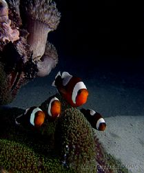 Nemo squad in action.... E900 Malapascua island by Alex Tattersall 
